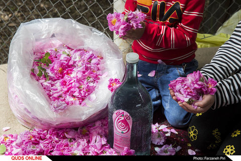 برداشت گل محمدی و گلابگیری در قمصر کاشان
