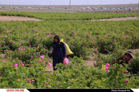 برداشت گل محمدی و گلابگیری در قمصر کاشان
