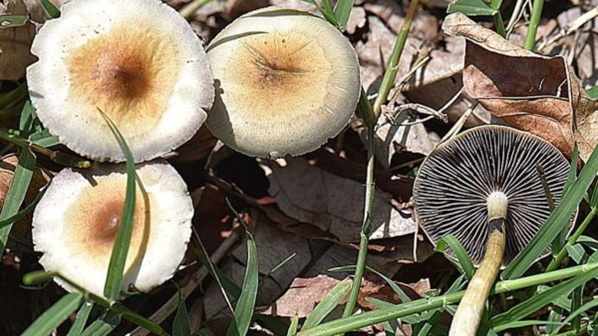 کارشناس سازمان غذا و دارو هشدار داد؛ شیوع مسمومیت با قارچ‌های سمی در بهار