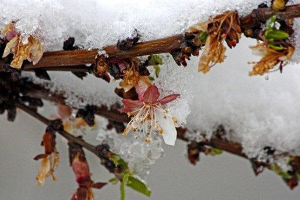  خسارت ۱۲۹ میلیاردی تومانی سرما به باغ‌های قوچان/ متوسط آسیب‌دیدگی باغات خراسان رضوی ۱۵ درصد است