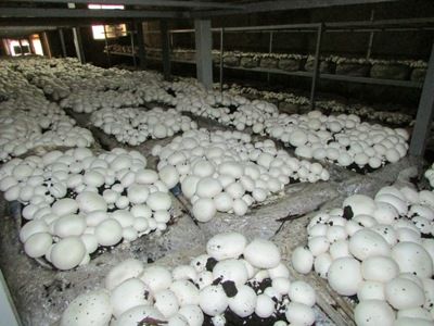 کاهش تولید قارچ خوراکی در خراسان رضوی