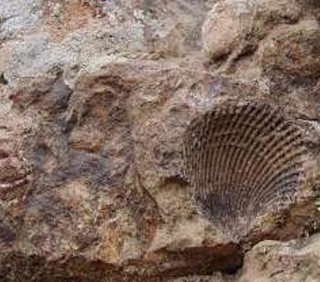 انتقال فسیلهای ۶۵ میلیون ساله به موزه تربت حیدریه 