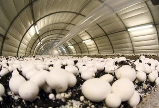 تولید ۳۶۰  تن قارچ در خراسان شمالی