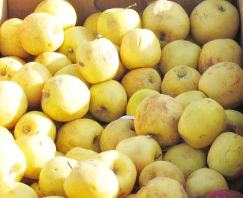 افزایش قیمت ۵۶ کالاهای اساسی/ «سیب زرد» رکورددار بازار