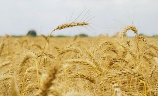 ۷ هزار تن گندم کشاورزان رشتخوار به دولت تحویل شد