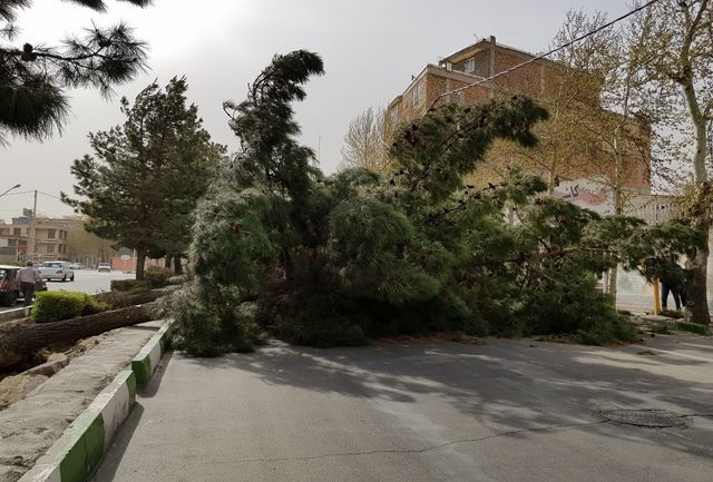 آسیب طوفان به ۴۵۰ درخت در مشهد/۴ نفر مصدوم شدند
