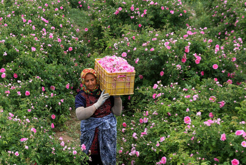 فاروج در تولید گل محمدی در سطح استان رتبه اول را کسب کرد