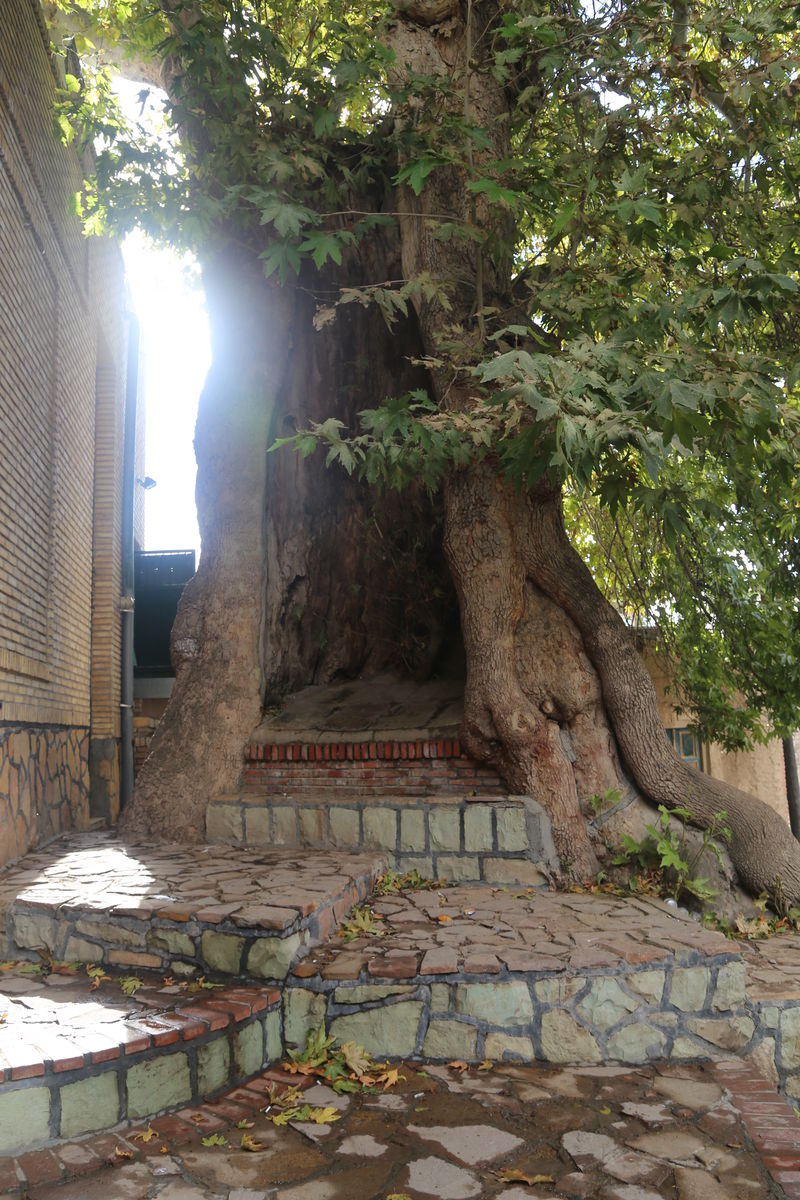 ۵ درخت کهنسال استان ثبت ملی شد