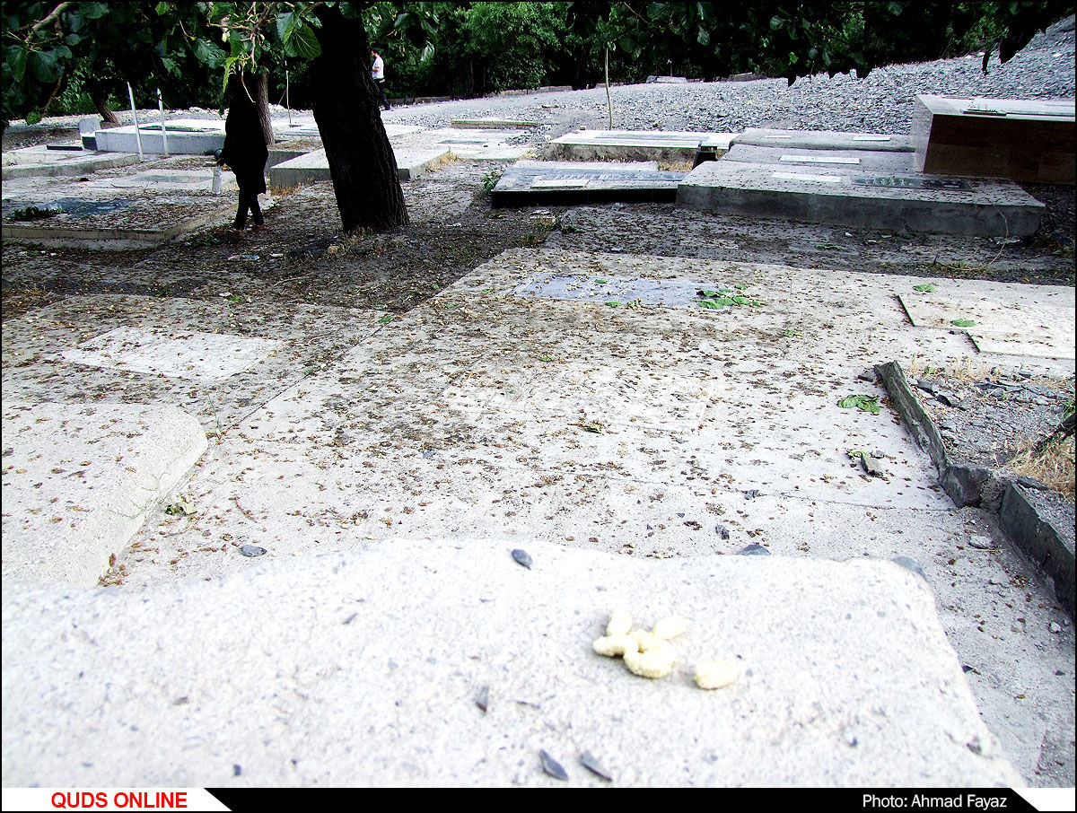 رد پای وقف و خیر درختان توت در قبرستان ها- گزارش تصویری