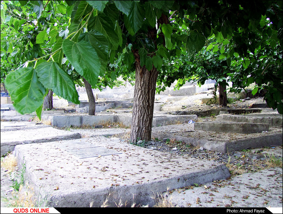 رد پای وقف و خیر درختان توت در قبرستان ها/گزارش تصویری