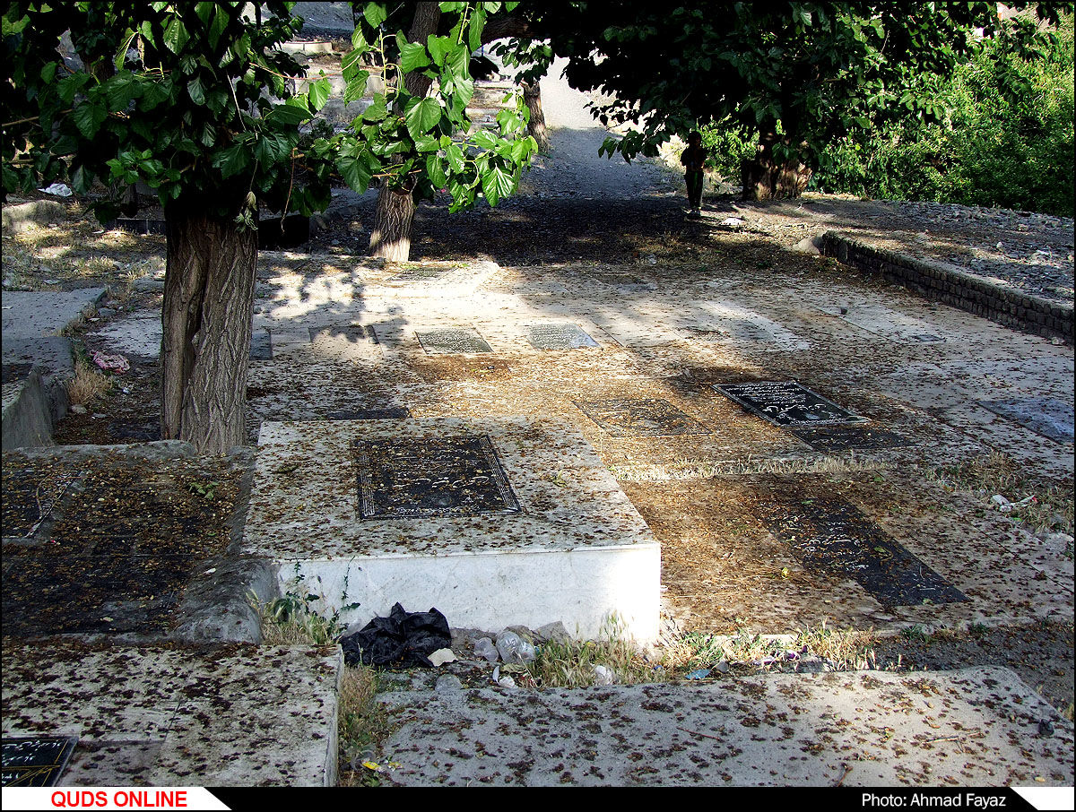رد پای وقف و خیر درختان توت در قبرستان ها- گزارش تصویری