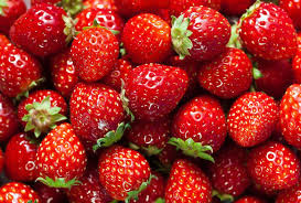 افزایش تولید توت‌فرنگی هیدروپونیکی در گیلان