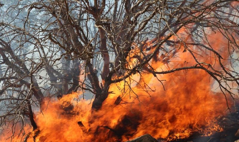 آتش‌سوزی ۱۰ هکتار از اراضی تربت‌جام توسط افراد ناشناس