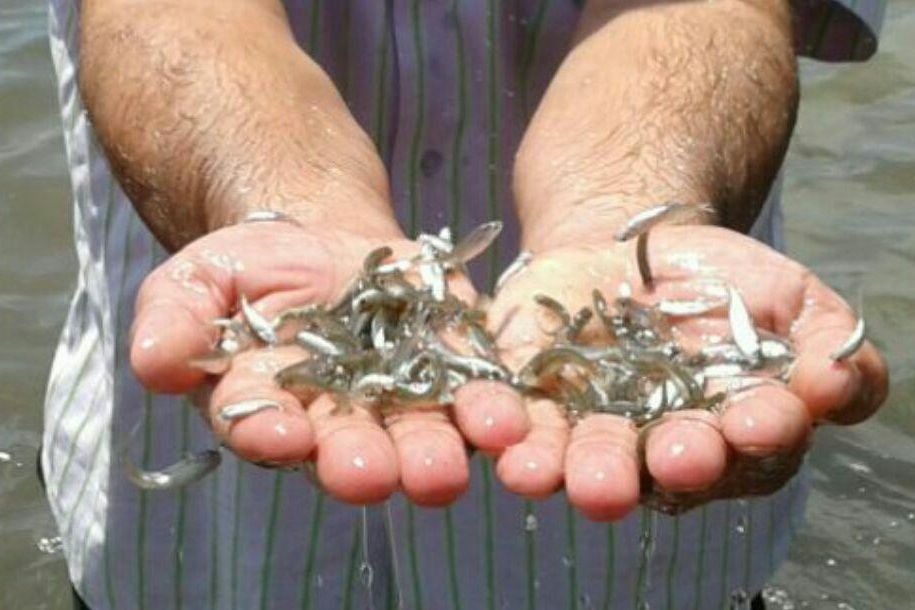 یک میلیون بچه ماهی سفید رها سازی شد