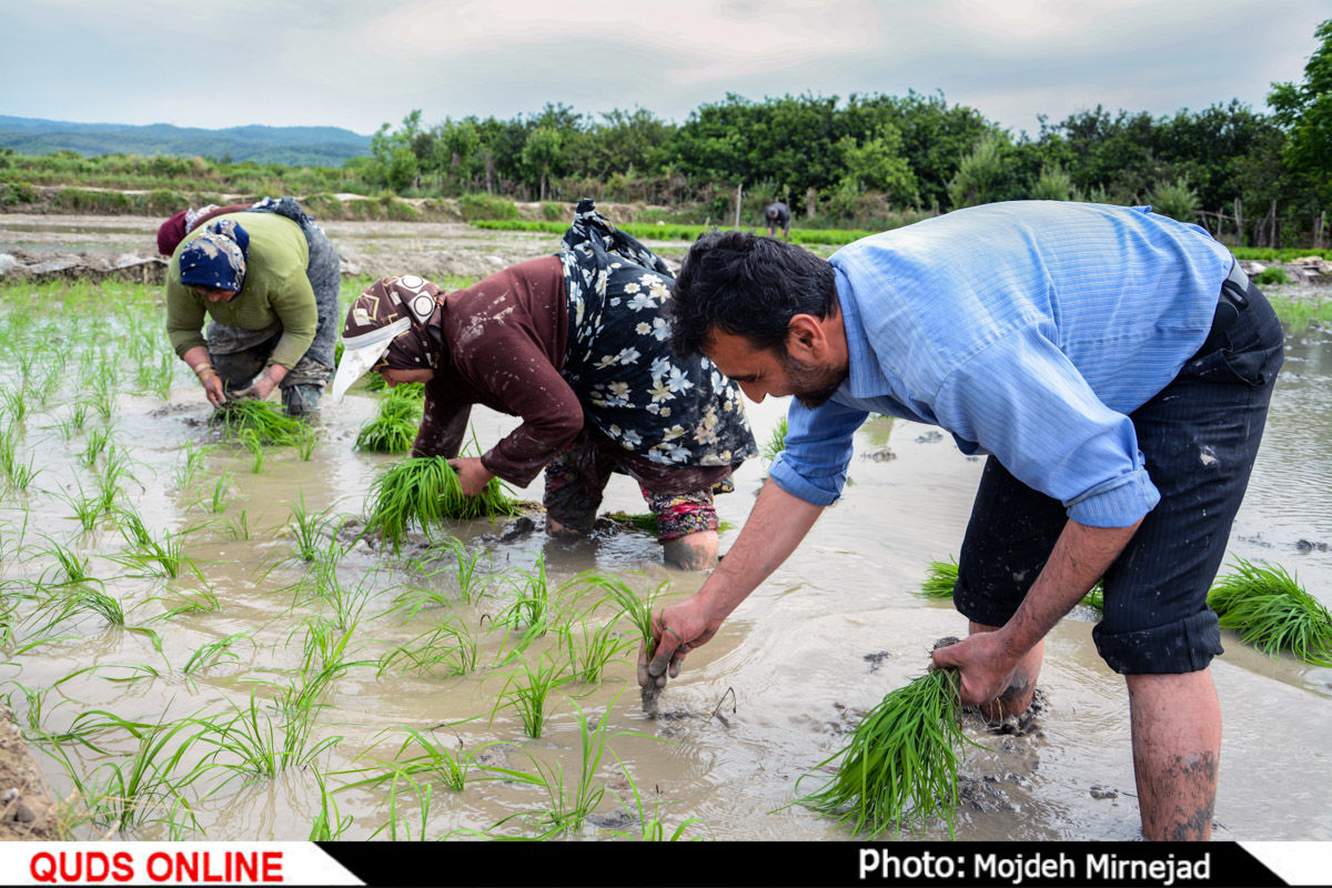 خوزستان عطش دارد؛ کشت برنج با محدودیت روبروست 