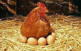 پیشنهادی توپ به رئیس اتحادیه تخم مرغ داران