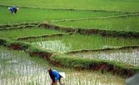 هشدار به برنجکاران در پی افزایش دمای هوا