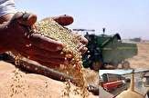 بیش از ۱۵ هزار تن گندم از کشاورزان لرستانی خریداری شد