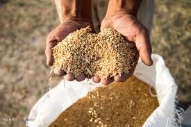 مطالبات  کشاورزان" گندمکار رشتخوار پرداخت نشده است