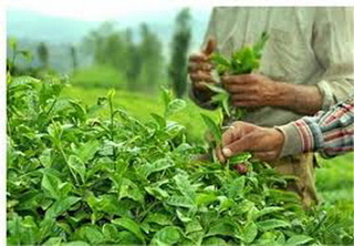 چین برگ سبز چای از مرز ۷۴ هزار تن گذشت