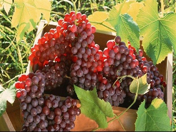 برداشت ۲۳ هزار تن انگور از تاکستانهای بردسکن