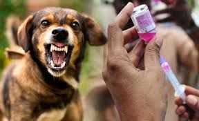 واکسیناسیون ۶۹ هزار قلاده سگ در خراسان رضوی