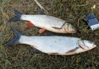تکثیر طبیعی ماهیان دریای خزر در رودخانه‌های گیلان غیرممکن شد