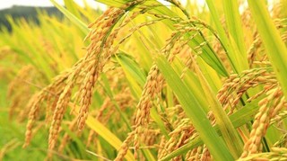 ۸ مرکز فعال در گیلان آماده خرید توافقی برنج از شالیکاران هستند