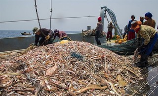 حضور کشتی‌های ماهیگیری چینی در آب های ایران در دریای عمان