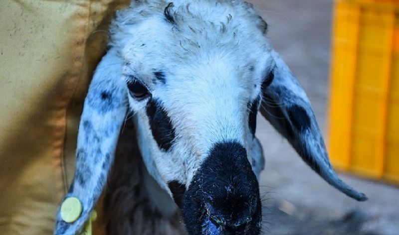 قیمت هرکیلوگرم گوسفند زنده در روز عید قربان به مرز ۲۵ هزار تومان رسید