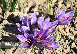 پیش‌بینی تولید ۴۰۰ تن زعفران در خراسان رضوی