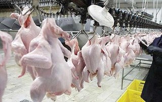 تولید ۱۲۰ هزار تن گوشت مرغ در خراسان رضوی از ابتدای سال