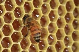 جای زنبورهای عسل در باغات گیلان خالی است