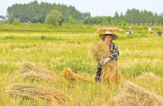برداشت برنج از ۱۶ هزار هکتار شالیزارهای تالش
