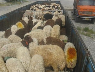 کشف بیش از ۲۶۰ راس گوسفند زنده قاچاق در خراسان رضوی