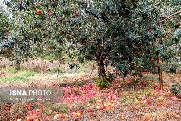 ۱۶هزار تن سیب درختی از باغ‌های نیشابور برداشت می‌شود