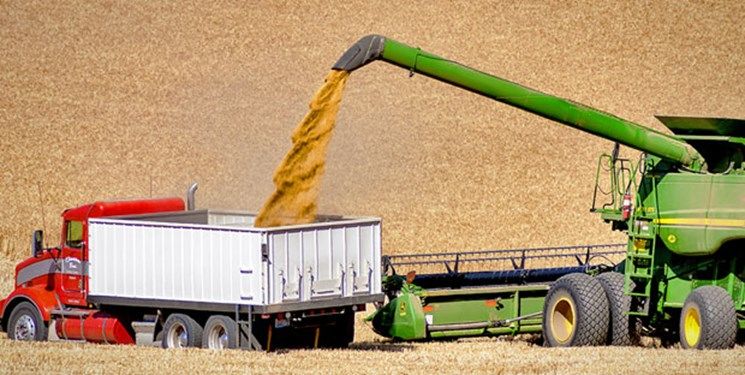 یک میلیون تن تولید گندم در کشور افزایش یافت