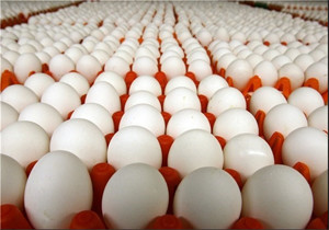 نرخ هر کیلو تخم مرغ در بازار ۴۰۰ تومان کاهش یافت