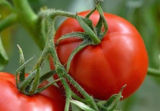 صادرات ۳۰۳ هزار تنی گوجه فرنگی در­­ پنج ماهه سال جاری