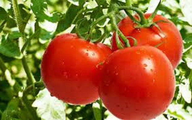 صادرات گوجه فرنگی تا اطلاع ثانوی ممنوع شد