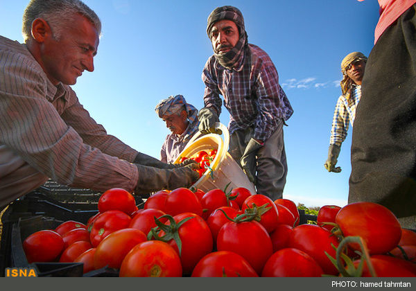 زیان کشاورزان و کم‌آبی؛ عامل کاهش تولید گوجه