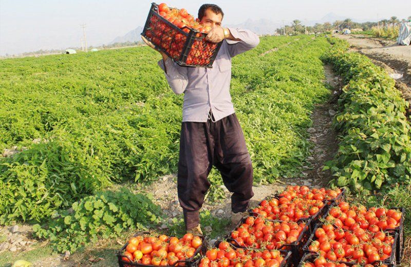 پیش‌بینی تولید 469 هزار تن گوجه‌فرنگی در خراسان رضوی