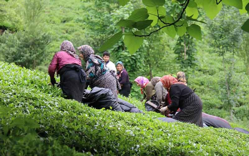 برداشت برگ سبز پائیزه از باغات چای شمال آغاز شد 