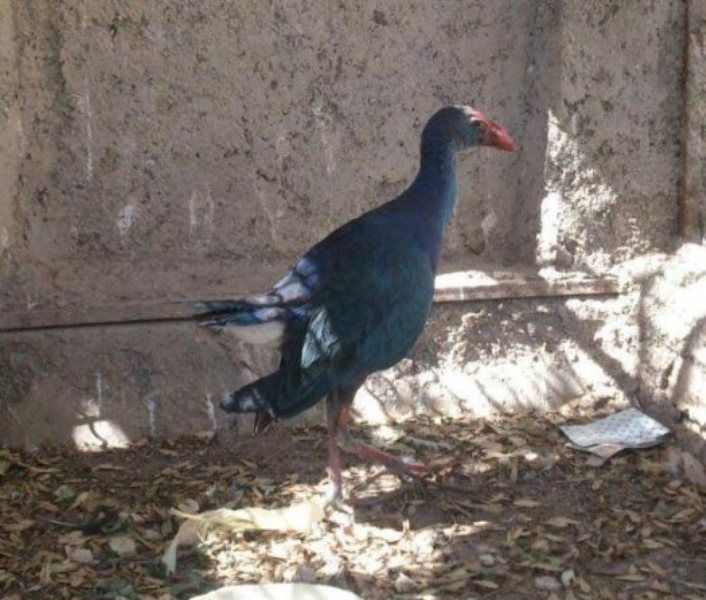 یک طاووسک کمیاب به محیط زیست اسفراین تحویل شد
