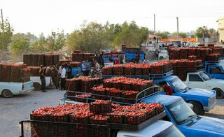 قیمت گوجه فرنگی ۳۵ درصد کاهش یافت