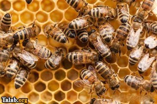آغاز آمارگیری از زنبورستان‌های خراسان رضوی