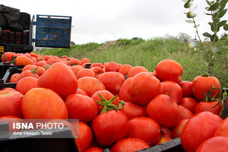 برداشت بیش از ۲۰ تن گوجه فرنگی از مزارع کشاورزی نیشابور