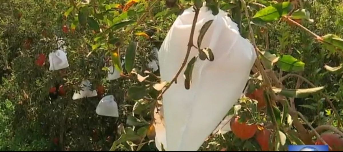 اجرای طرح‌های جدید برای حفاظت از محصول انار در برابر آفات در یزد