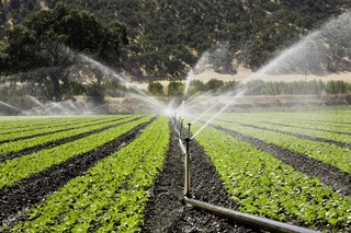 اقتصاد آب؛ اولویتی مهم برای نجات آب در بخش کشاورزی