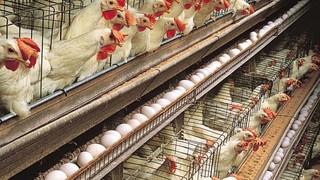 تاکید بر ضرورت اصلاح ساختار مرغداری‌ها و تجمیع زنجیره تولید در این حوزه/ پراکندگی مرغداری‌ها عاملی در رواج آنفولانزا